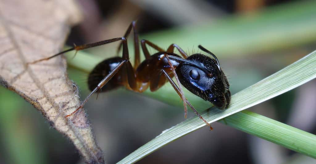 Conclusion sur les fourmis