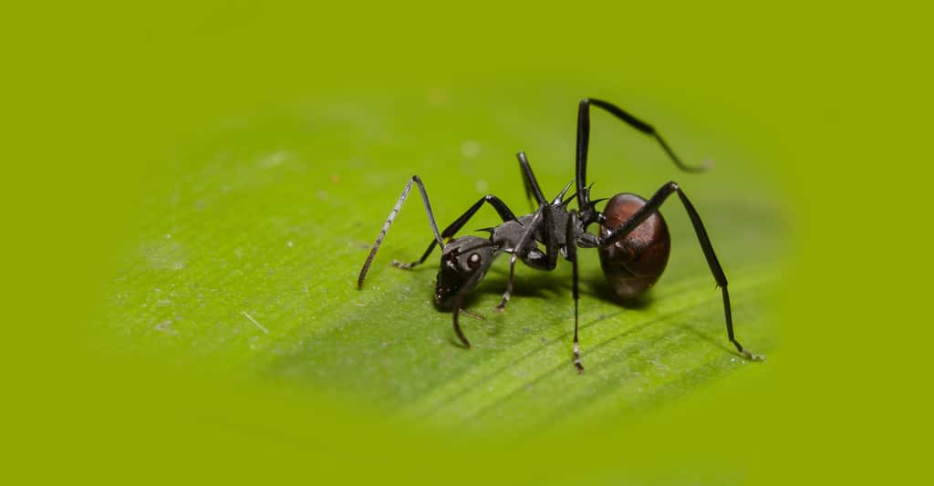 En savoir plus sur les fourmis. © Din Prosymnus - CC BY-NC 2.0
