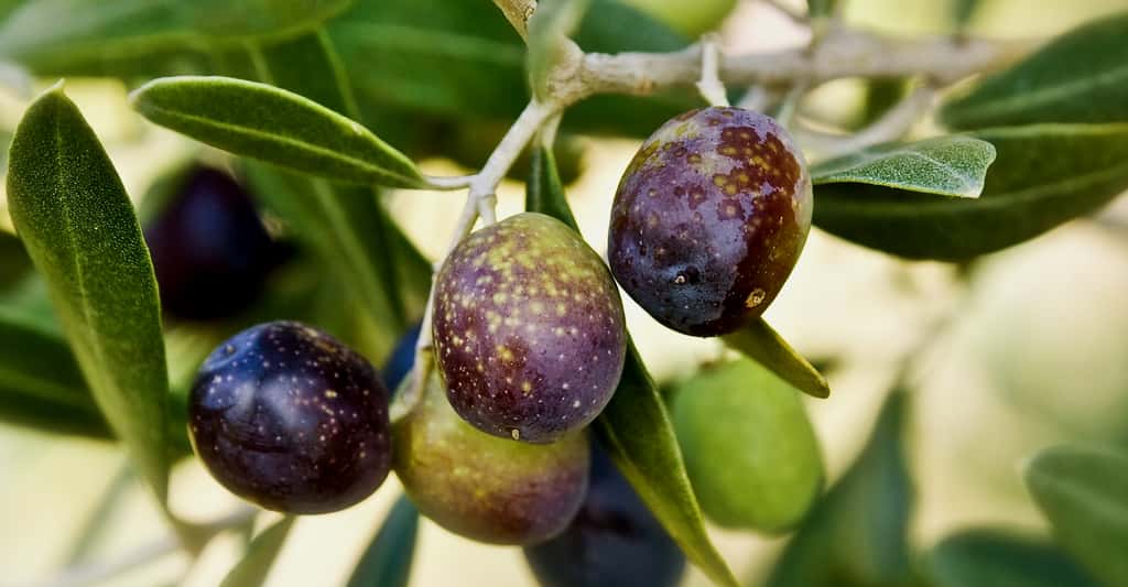 Olives noires. © Augusto Ravagli - CC BY-NC 2.0