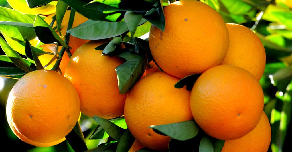 Variété d'orange de Kozan (<em>citrus sinensis </em>var.), riche en vitamine C. © Zcebeci -CC BY-SA 3.0