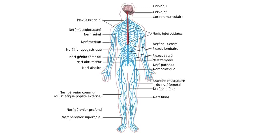 Schéma du système nerveux humain. © Medium69 - C BY-SA 4.0