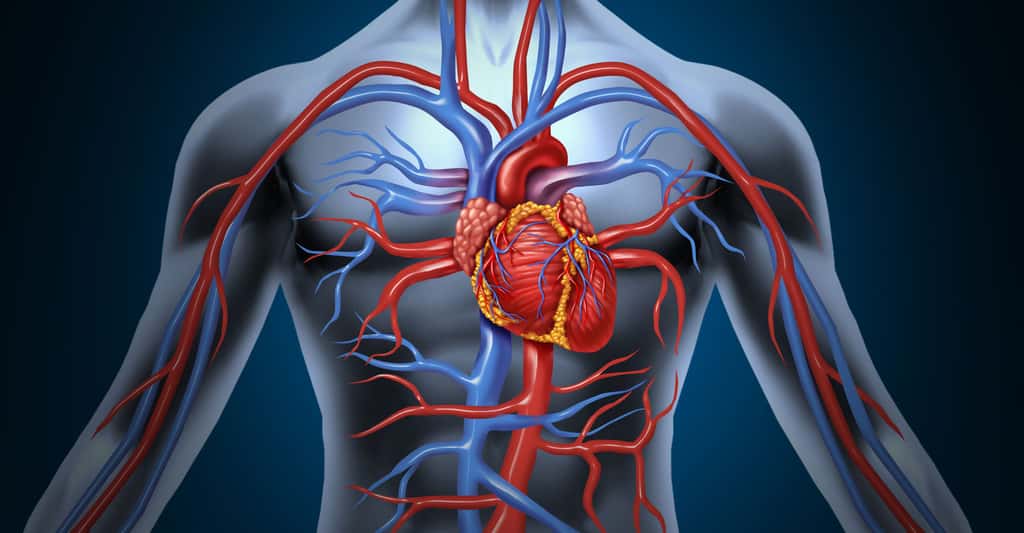 Zoom sur l'anatomie du cœur. © Lightspring, Shutterstock
