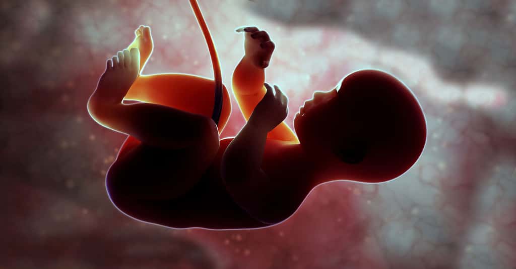 Comment se déroule la formation du cœur lors de la vie embryonnaire ? © Mopic, Shutterstock