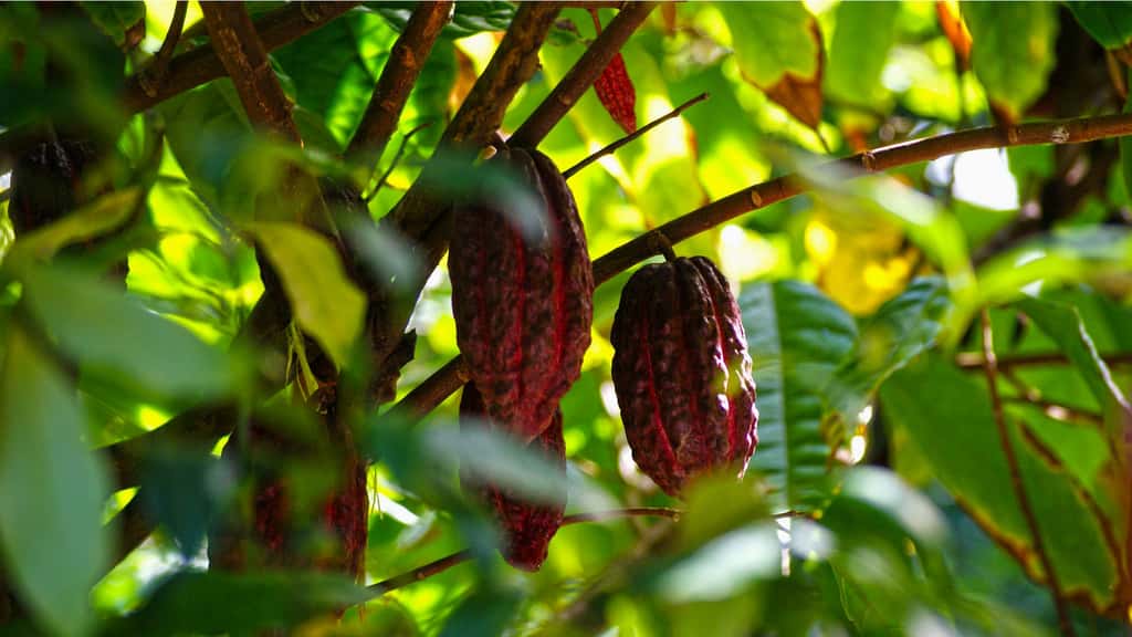 Cabosses de cacaoyer. © Hans - Domaine public
