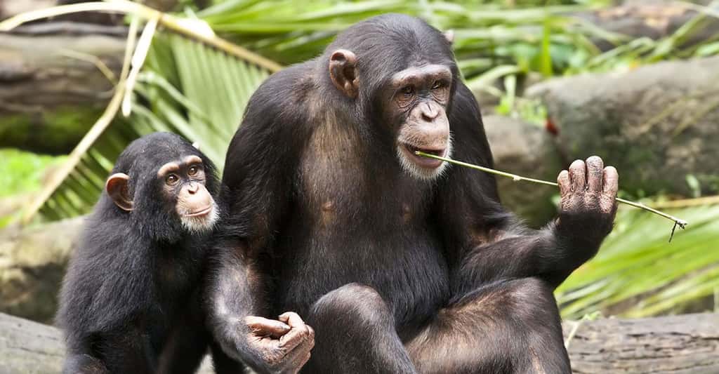 La pêche aux insectes : pratique culturelle des chimpanzés ?