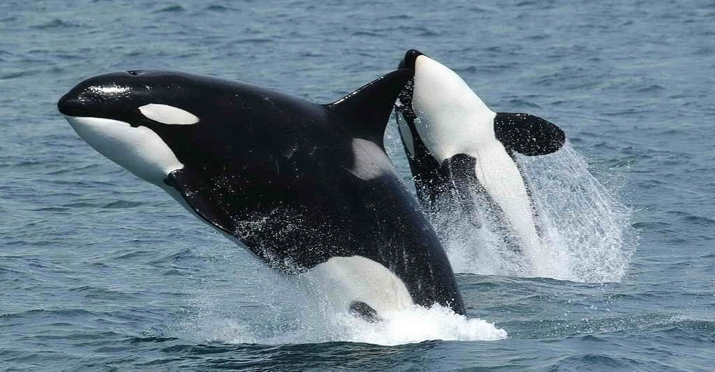 Les orques (<em>Orcinus orca</em>) ont une technique de chasse bien spéciale. © NOAA, DP