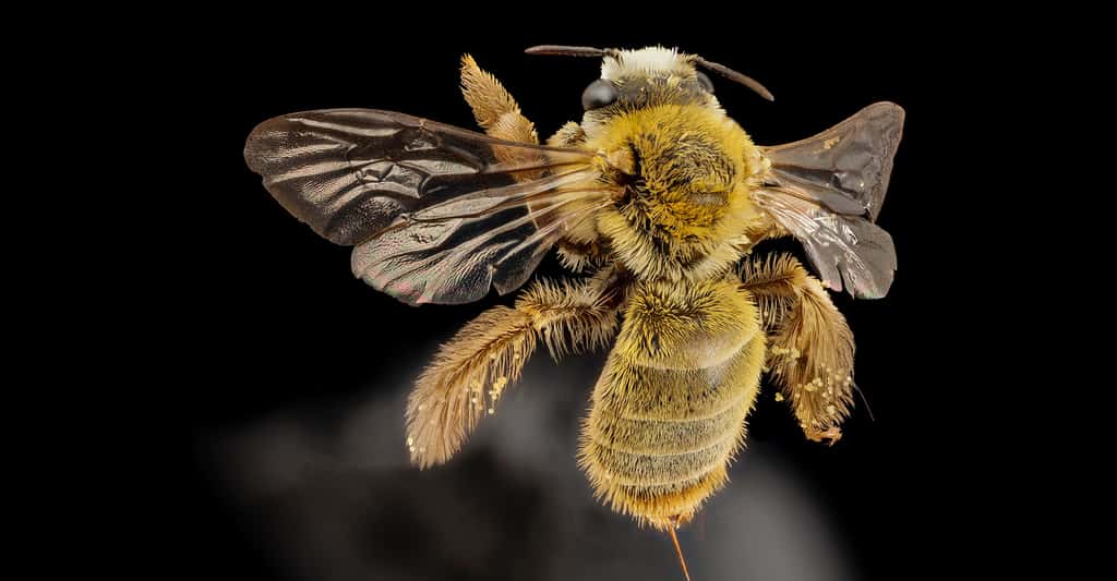 La danse des abeilles est un langage, au sens biologique du terme. Ici, une abeille du Brésil. ©<em> USGS Bee Inventory and Monitoring Lab</em>, CC by-nc 2.0