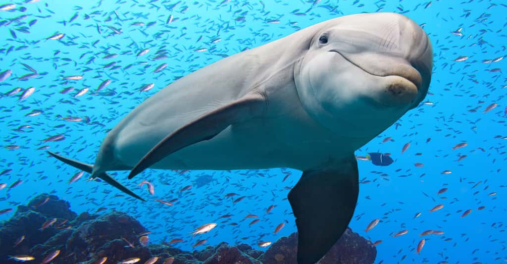 Les animaux comme le dauphin ont-ils une culture ? © Andrea Izzotti, Shutterstock