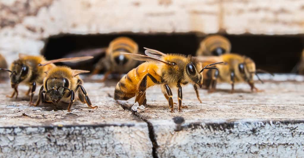 Le langage des abeilles est-il le signe d'une culture chez ces animaux ? © Lamyai, Shutterstock
