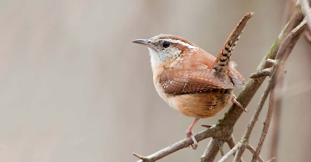 Les oiseaux ont des dialectes, mais sont-ils d'ordre culturel ?