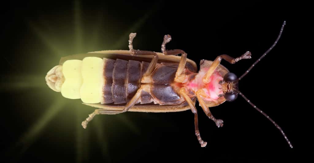 <em>Pyrophorus noctilucus,</em> insecte bioluminescent. © Cathy Keifer, Shutterstock