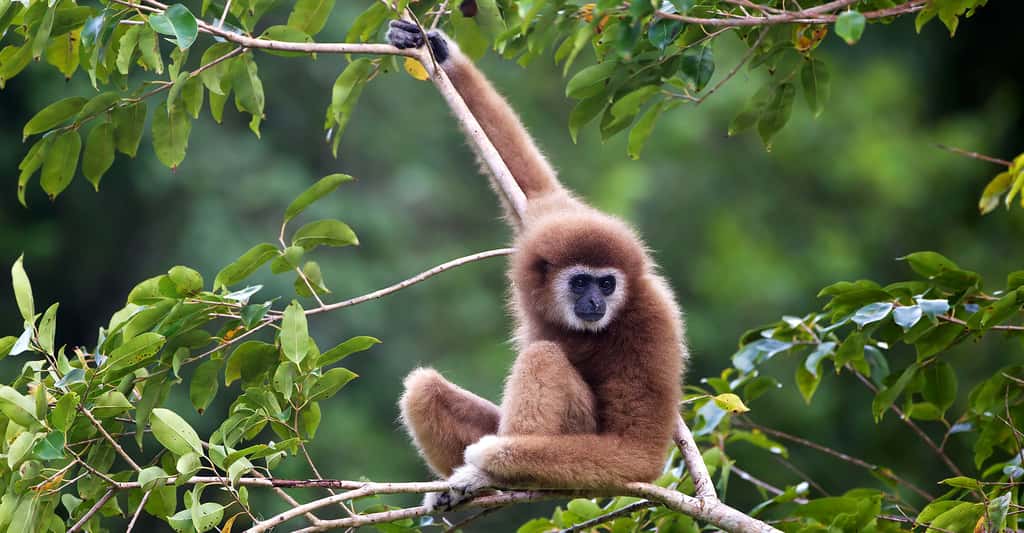 Gibbon à mains blanches. © JJ Harrisonj, CC by 3.0