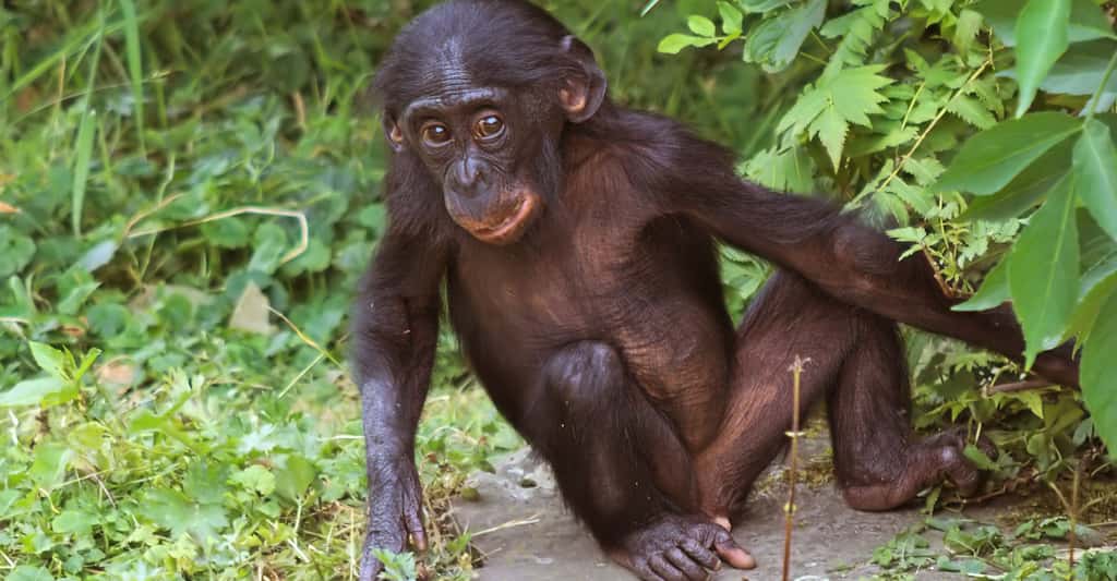 Au sanctuaire de Lola Ya Bonobo, un bébé bonobo. © Emmapatsie CC by-nc 2.0