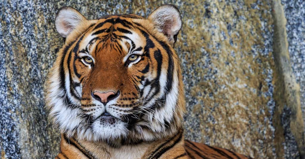 Tigre d'Indochine. © A.Savin LAL