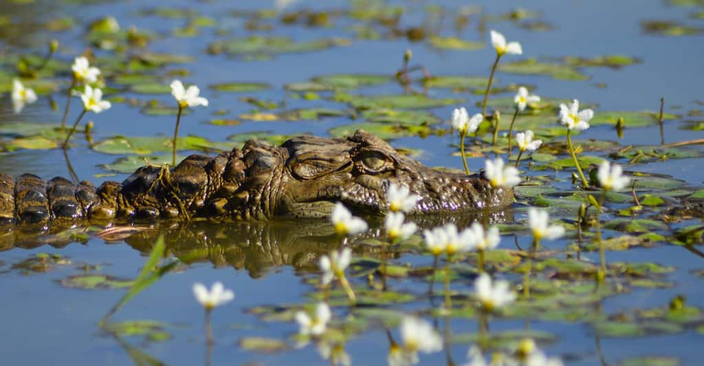 Le crocodile dans son milieu naturel. © PublicDomainPictures, Domaine public