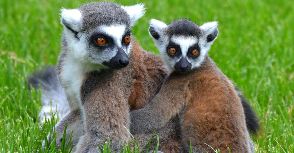 Le lémurien est une des espèces endémiques de Madagascar. © Ben Kerckx CC0, Domaine public
