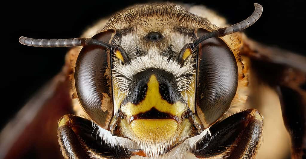 中央附近的Macro——雌性蛔虫。©USGS蜜蜂目录和M-CC BY-NC 2.0