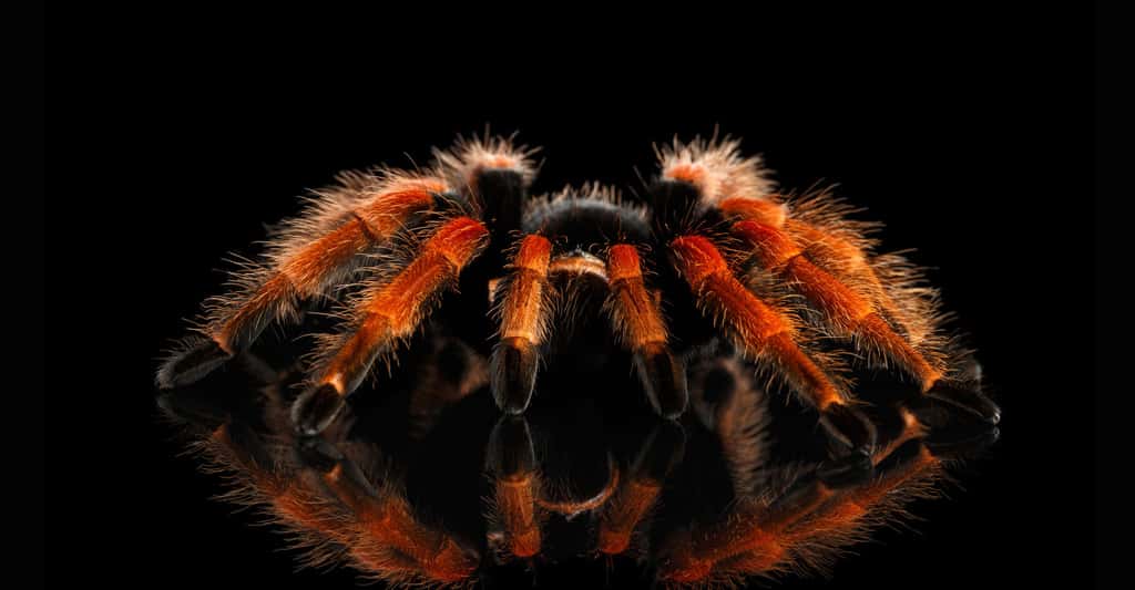 Araignée : le baiser mortel de la tarentule