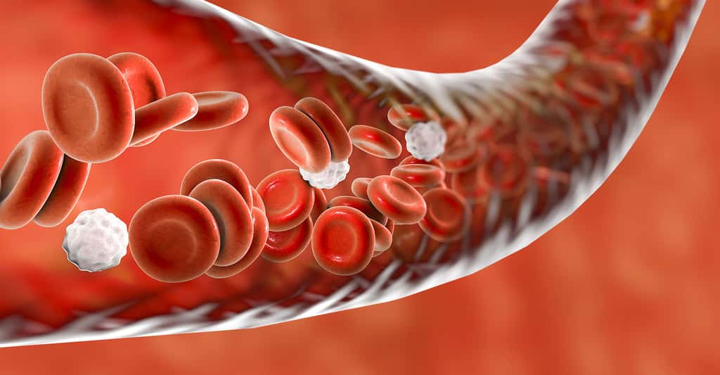 Vaisseau sanguin. © Kateryna Kon - Shutterstock