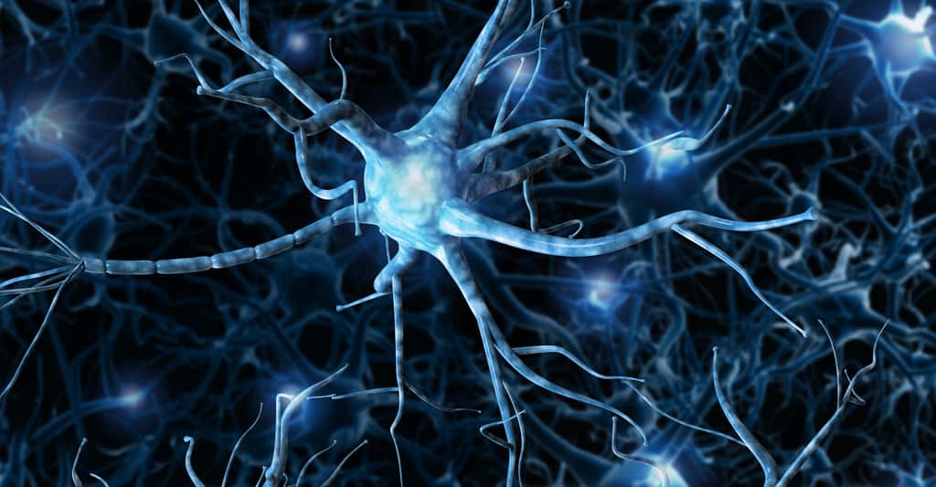 Dégénérescence des circuits cérébraux. © Romanova Natali - Shutterstock