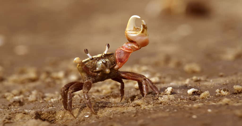 Crabe Uca pugilator de l'île d'Europa. © Ivan Kuzmin, Shutterstock 