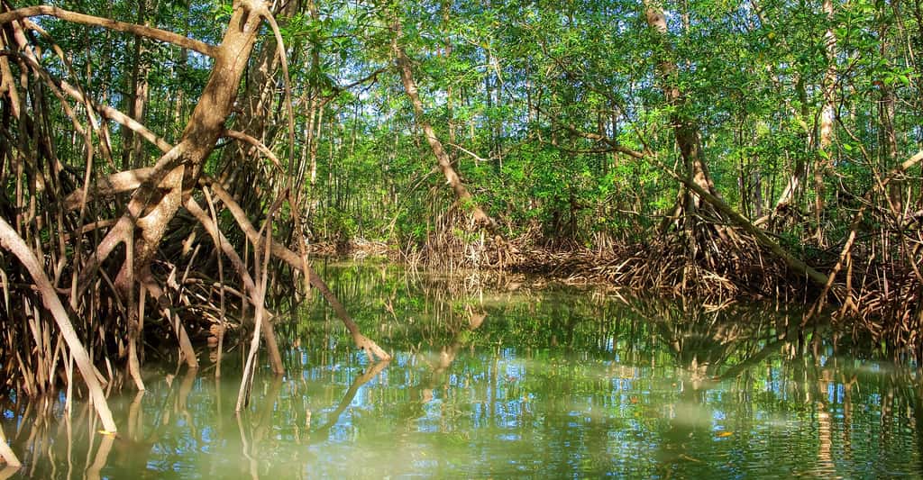Mangrove. © Paul Atkinsons, Shutterstock