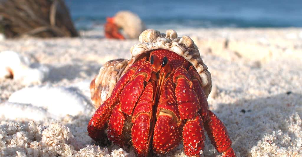 Crabe hermite. © U.S. Fish and Wildlife Service Headquarters CC BY 2.0