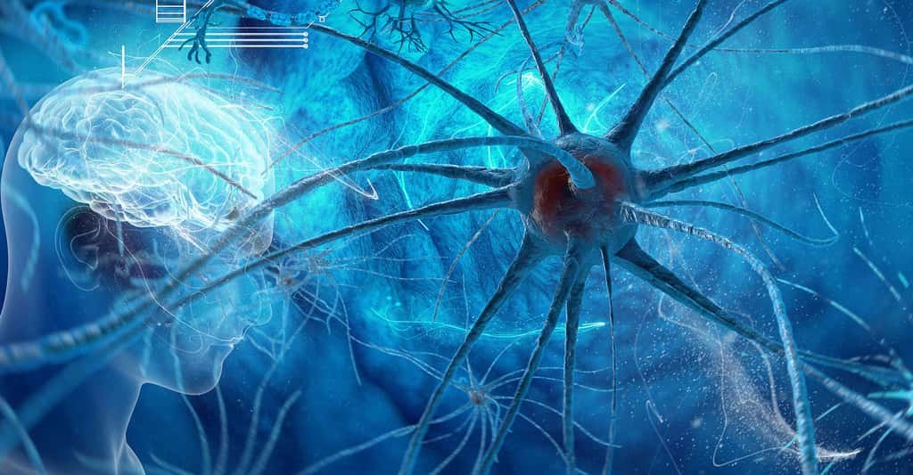 Les réseaux de neurones. © Vitstudio, Shutterstock