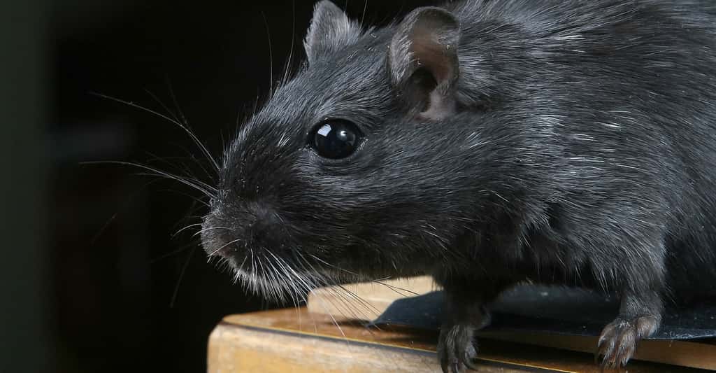 Rat. © Meditations CCO