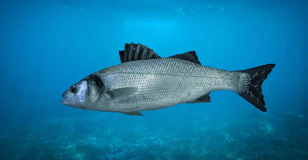 Quel avenir pour la culture des poissons marins ?
