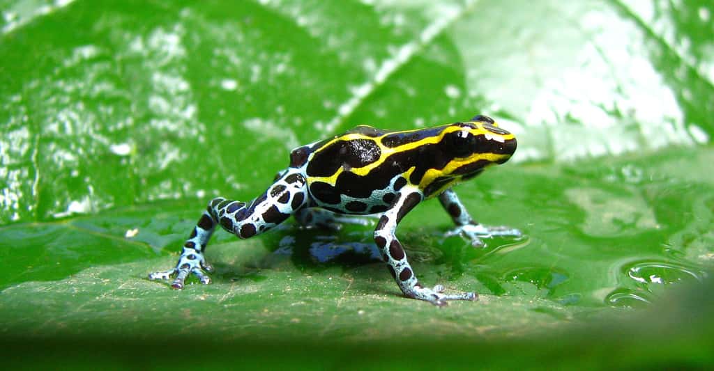 Le poison des dendrobates d'Amérique du Sud, des grenouilles, est très toxique. © Fabio Maffei, Shutterstock