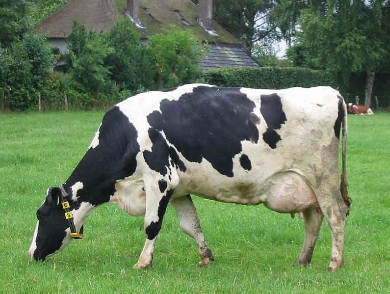 La vache Holstein fait partie des principales races laitières. © Ellywa, <em>Wikimedia Commons</em>, CC by-sa 3.0