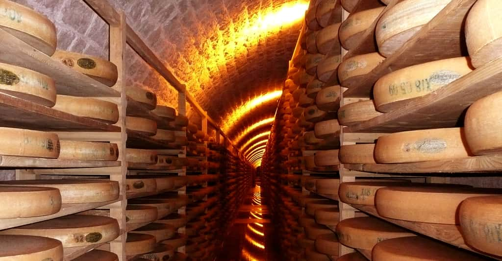 Lait cru ou pasteurisé, entre tradition et hygiène. Ici, des tommes de Comté dans une cave d'affinage au Fort des Rousses, dans le Jura. © Liné1, DP