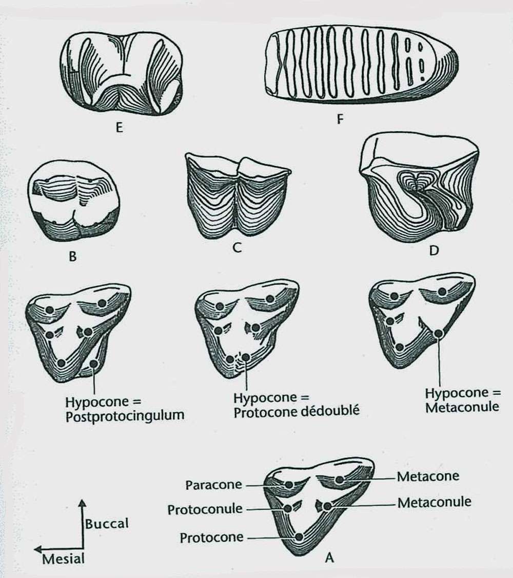 Diversité des patrons dentaires des molaires supérieures des principaux ordres de mammifères placentaires. Les différences de taille n’ont pas été prises en compte. © Jean-Louis Hartenberger
