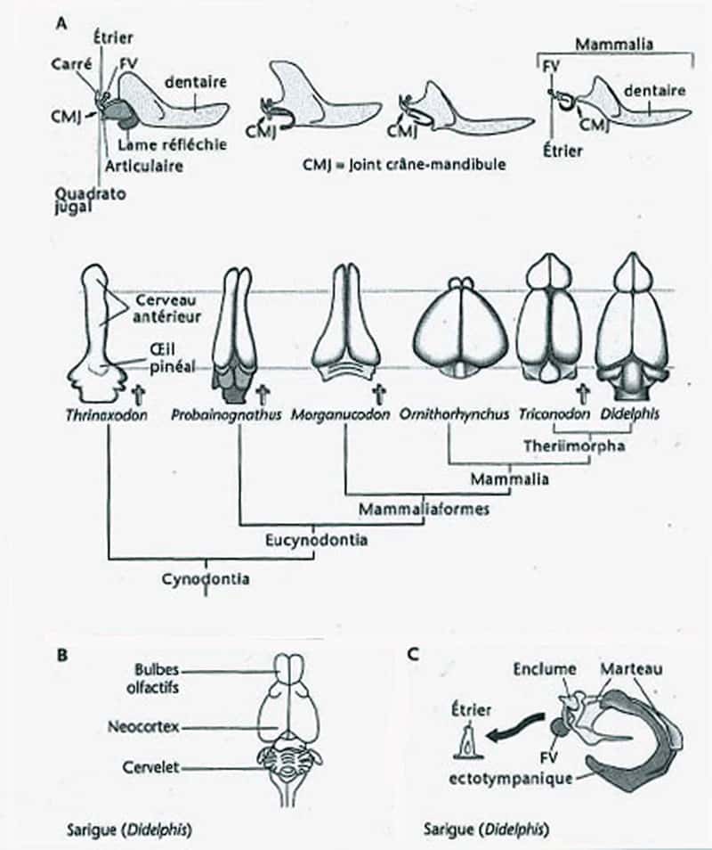  <br>Coévolution de la mandibule et des osselets de l’oreille moyenne avec le cerveau, tracée en regard de la séquence phylogénétique des mammifères. © Jean-Louis Hartenberger