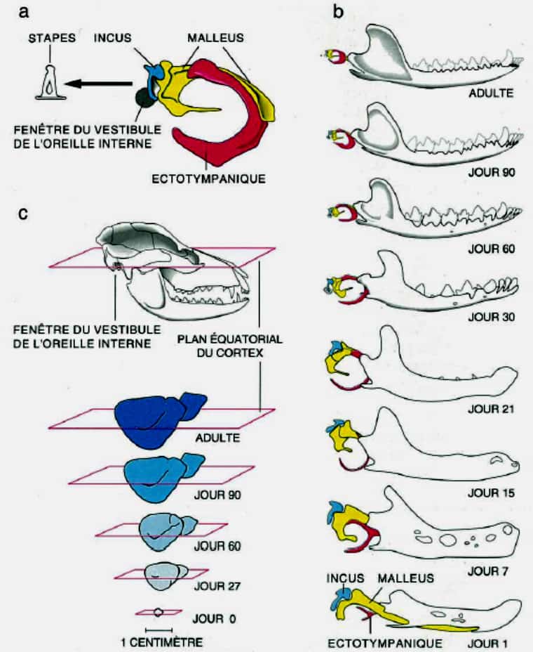 Développement simultané de l’oreille moyenne et de la mandibule avec le néocortex chez l’embryon de sarigue. Les observations ont été faites sur des embryons qui ont quitté l’utérus et la poche marsupiale et comptées en jour. © Jean-Louis Hartenberger