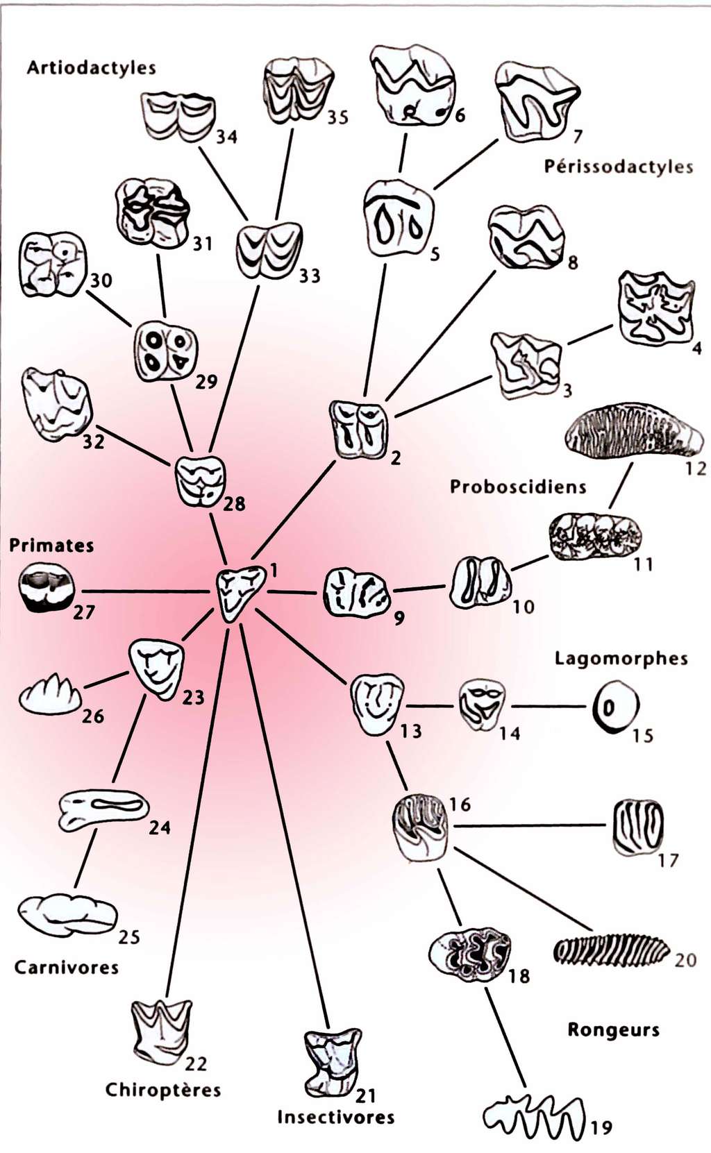 Évolution des différents modèles de molaires chez les mammifères placentaires, correspondant à autant de régimes alimentaires différemment spécialisés à partir du plan primitif, tel que celui connu chez <em>Eomaia</em> (33, Hartenberger, 2001). Chaque numéro correspond à un représentant différent au sein des différents ordres (artiodactyles, périssodactyles, proboboscidiens, primates, lagomorphes, rongeurs, insectivores, chiroptères, carnivores). © Jean-Louis Hartenberger