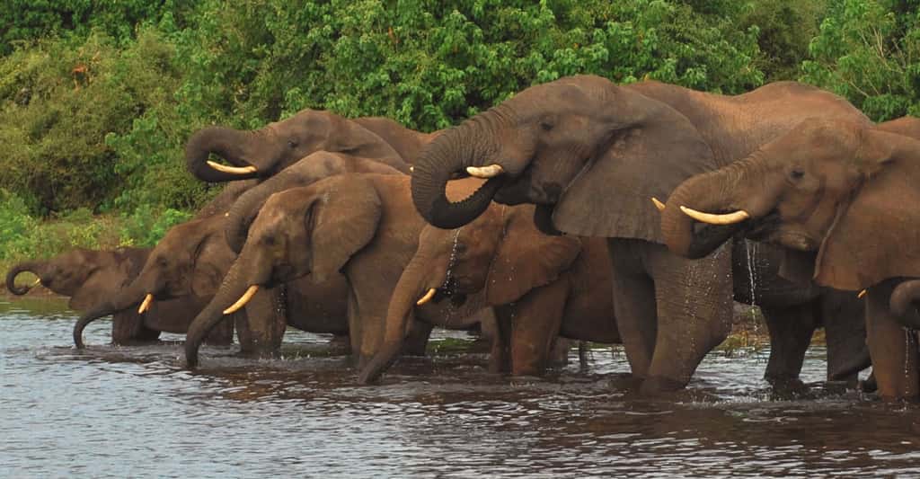 Troupeau d'éléphants. © Caroline Granycome, CC by-nc 2.0