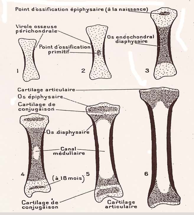 Planche représentant la croissance d’un os long, extraite de <em>Morphologie et physiologie animales</em>, de Georges Bresse (1965). © Larousse