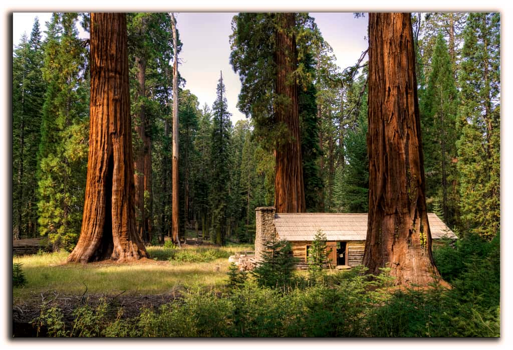 <em style="text-align: center;">Sequoiadendron giganteum</em>, séquoia géant, au parc national de Yosemite, aux États-Unis. © Vicente Villamon, CC by-nc-sa 2.0