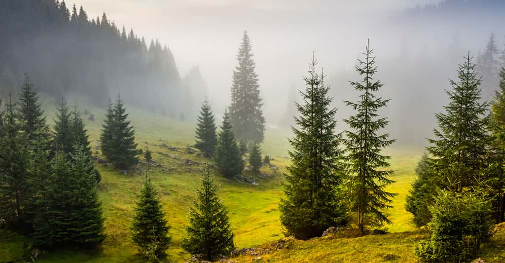 Forêt de sapins. © Nataliakhon, Shutterstock