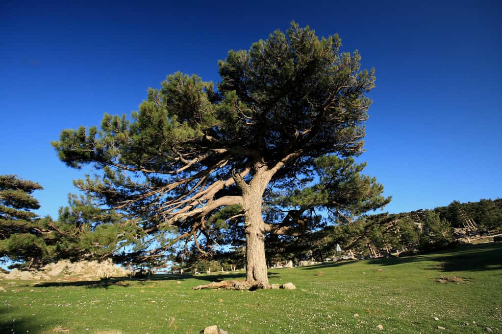 Le pin de Corse est souvent désigné comme le pin Laricio en Sicile et en Calabre, où il pousse également. © Fredb, CC by-nc-sa 2.0