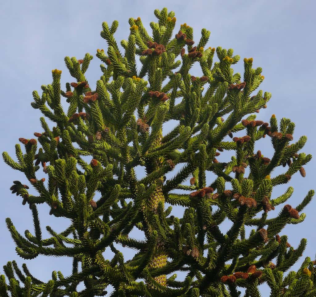 L’araucaria du Chili, avec son aspect hérissé, porte bien son surnom de « désespoir des singes ». © James Gaither, CC by-nc-sa 2.0
