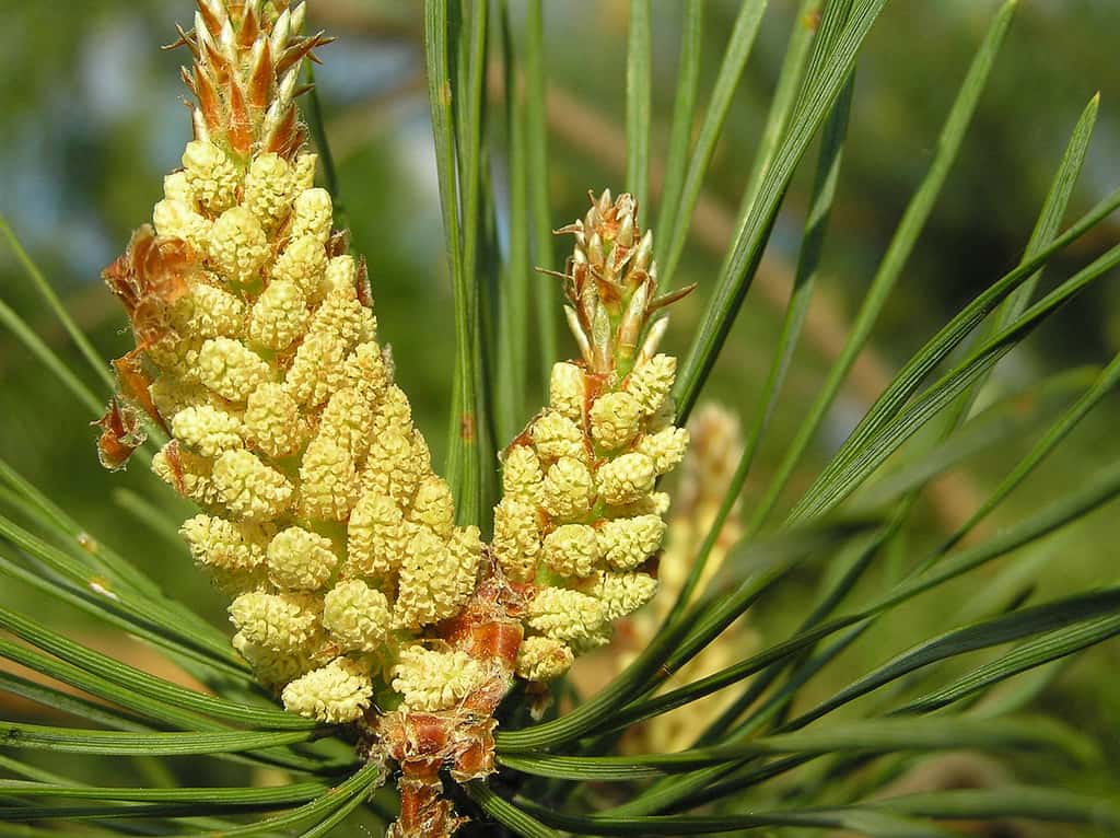 Inflorescences mâles du pin sylvestre, <em>Pinus sylvestris</em>. Cette espèce est très utilisée pour le reboisement. Il a été introduit dans les Landes au cours du XVIII<sup>e</sup> siècle. © Beentree, CC by-nc-sa 3.0