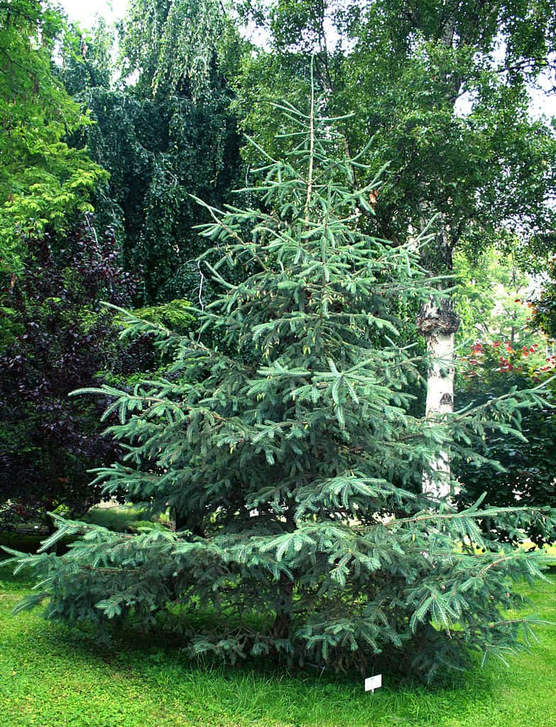 Le bois de la sapinette blanche <em>Picea glauca</em>, ou épinette blanche, est utilisé comme bois de charpente pour sa résistance et sa dureté. © Karelj, DP