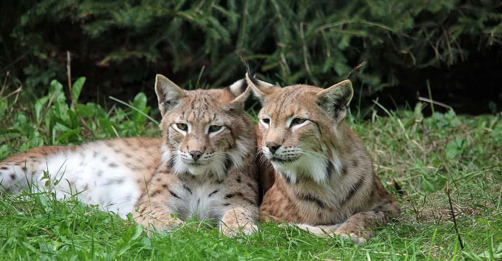 L’aire de répartition du lynx du Canada, <em style="text-align: center;">Lynx canadensis</em>, comprend principalement le Canada et l’Alaska. ©Barni1, CCO