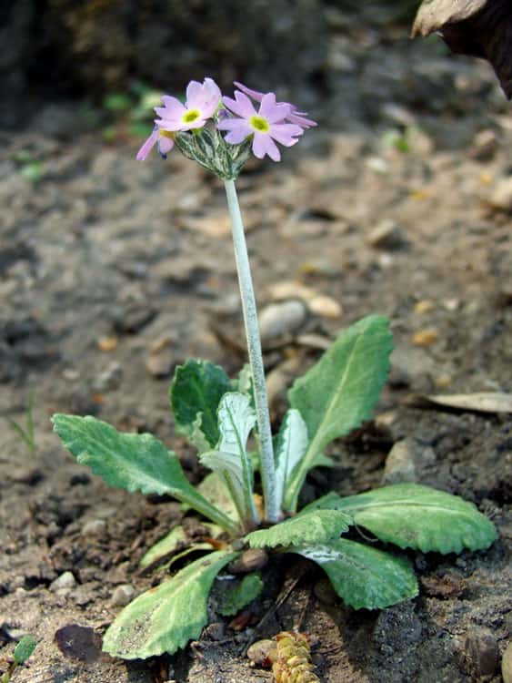 <em>Primula laurentiana</em>, aussi appelée primevère laurentienne. © DP