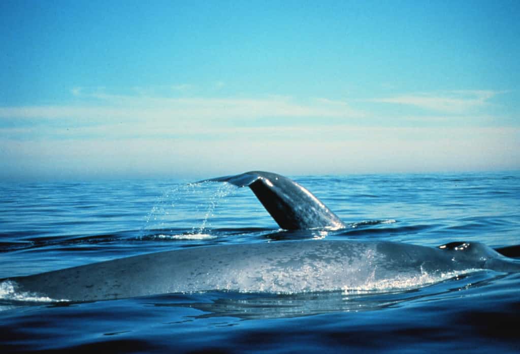 La baleine bleue peut parfois être observée lors d’excursions à Tadoussac. © NOAA, cc by nc sa 2.0