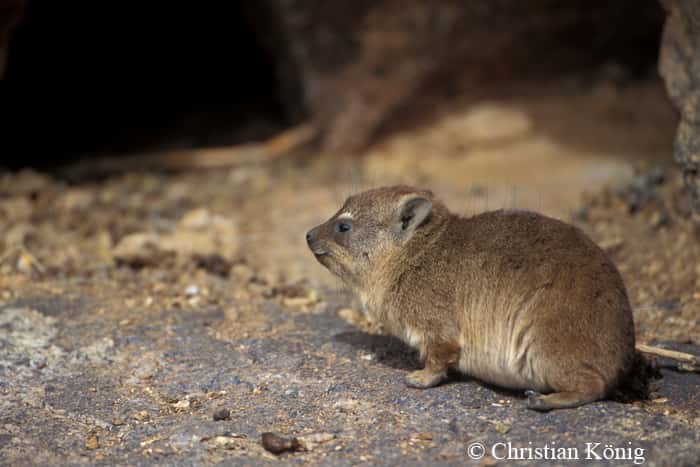 Le daman du Cap (<em>Procavia capensis</em>) est une espèce de mammifères de l'ordre des <em>Hyracoidea</em>. Superficiellement, il ressemble à une marmotte ou un gros cochon d'Inde avec ses oreilles et sa queue courte. © Christian König, DR