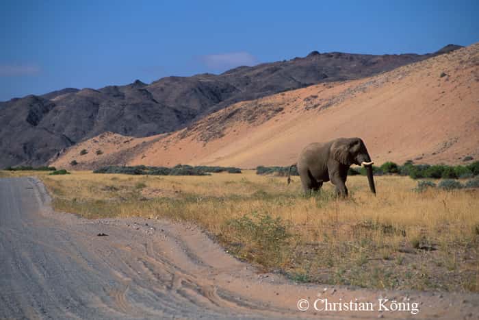 Il est conseillé de ne pas approcher les éléphants du désert à moins de 100 mètres, pour éviter de les effrayer. © Christian König, DR